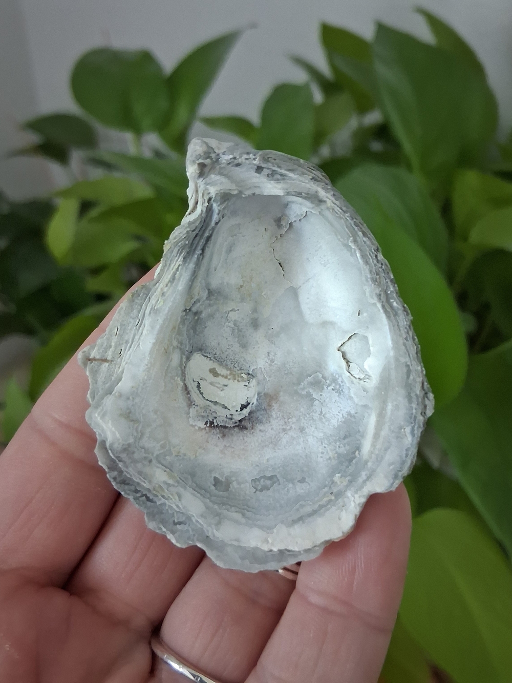Natural Oyster Shell Dish - Iridescent White & Gray